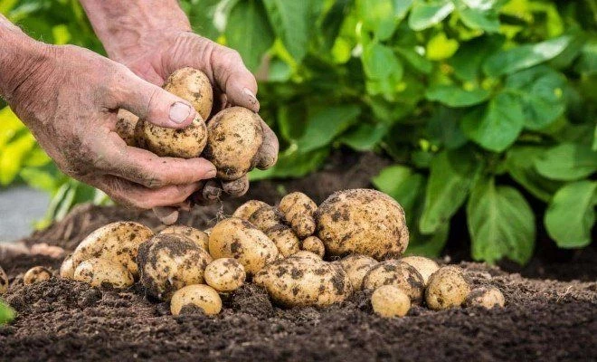 Как выбрать лучшее удобрение для посадки картофеля