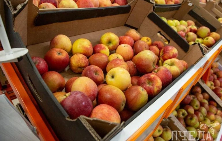 Минздрав дал семь советов, как собрать корзину для пикника