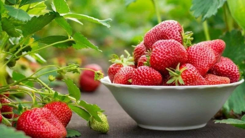 Хитрости садоводов, которые помогут увеличить урожай клубники в 2-3 раза