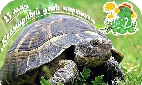 История создания и цель праздника «Всемирный день черепахи», который проводится 23 мая