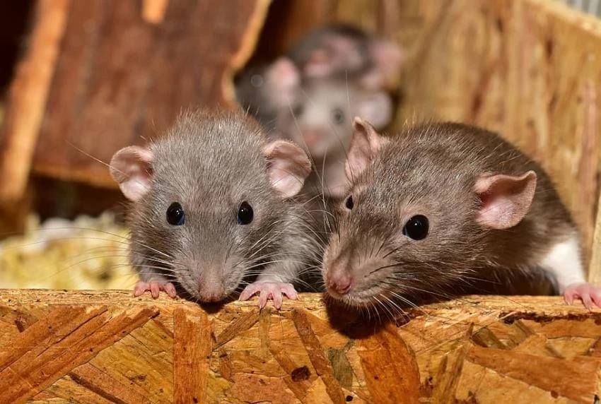 Sabah: Турецкие собаки и коты могли бы спасти захваченный крысами Париж