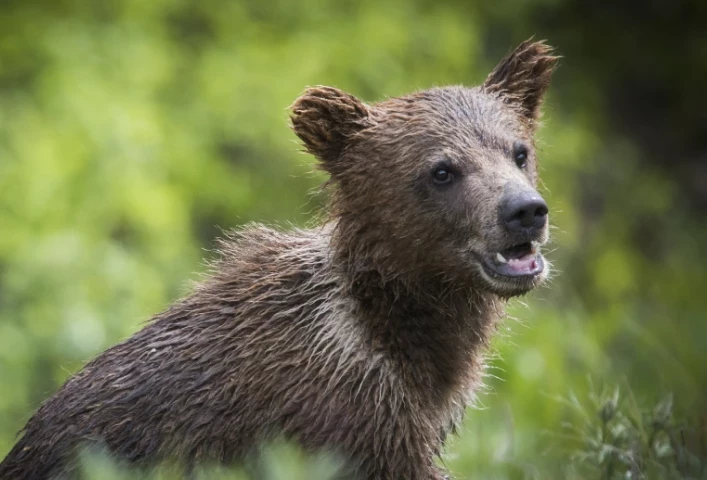 На Алтае спасли раненого 2-месячного медвежонка