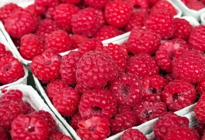 Ветеринары назвали опасные для домашних животных продукты