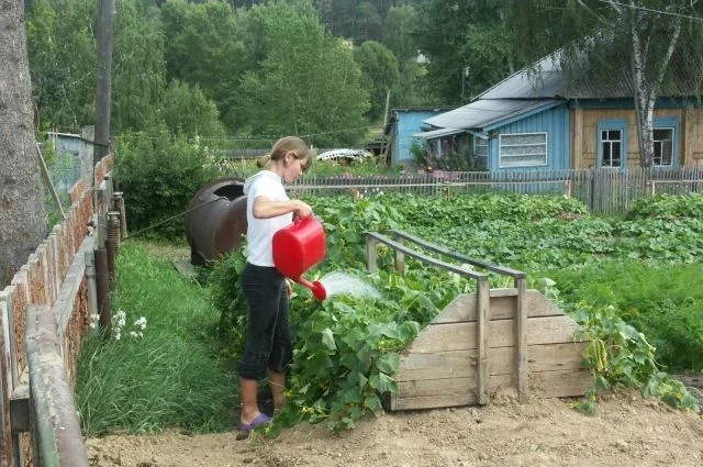 Почему 18 июня 2023 года нужно обязательно избавиться от сорняков