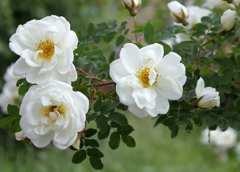 Что можно и что нельзя делать 6 июня 2023 года, в день народного праздника Свобориное дерево