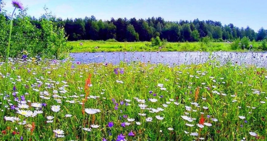 Народные приметы и праздники 24 июня, что нельзя делать, обряды