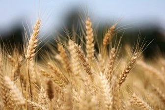 Как Россия смогла обыграть Запад уходом из зерновой сделки