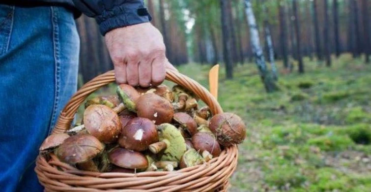Где в Подмосковье можно набрать грибов сейчас, в июле 2023 года