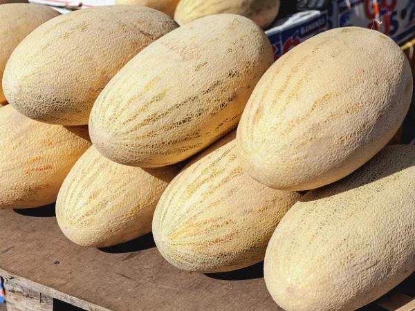 В поисках самой сочной: чем отличаются дыни «торпеда» и «колхозница»