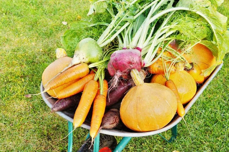 Как дачнику продлить сезон и успеть снять второй урожай