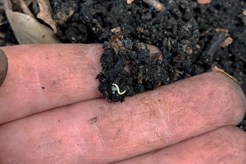 В парке Лос-Анджелеса найдена неизвестная ранее 486-ногая многоножка