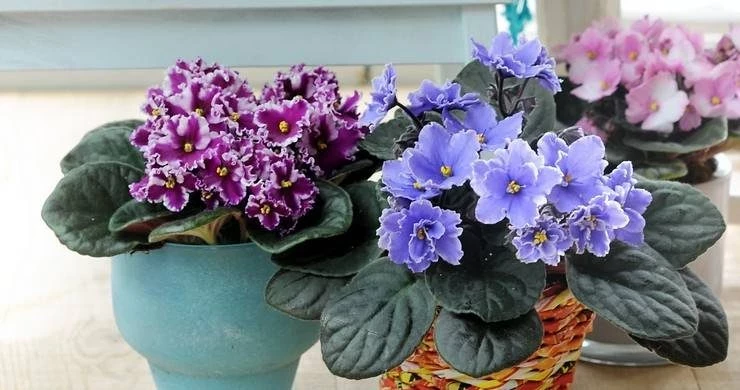 Почему незамужним женщинам нельзя разводить фиалки