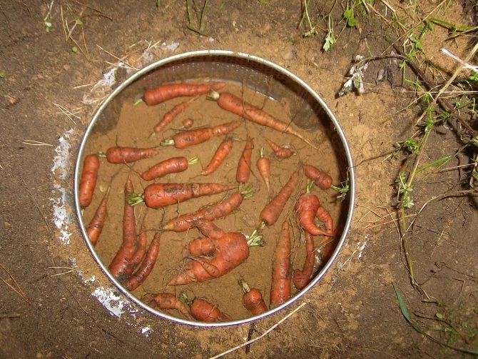 Какой метод хранения моркови поможет получить сочный и вкусный овощ зимой