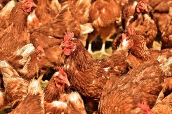 Украинская курятина взорвала европейский рынок 