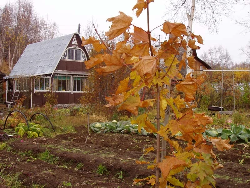 Когда заниматься садовыми и огородными работами в ноябре 2023 согласно лунному календарю