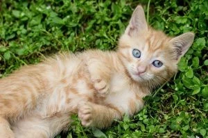 Что означают народные приметы, связанные с рыжим котом