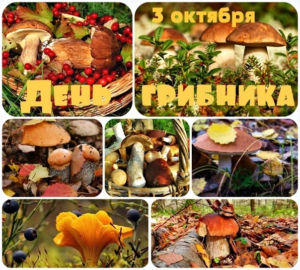 Всемирный день грибника отмечают 3 октября, история праздника и красивые открытки