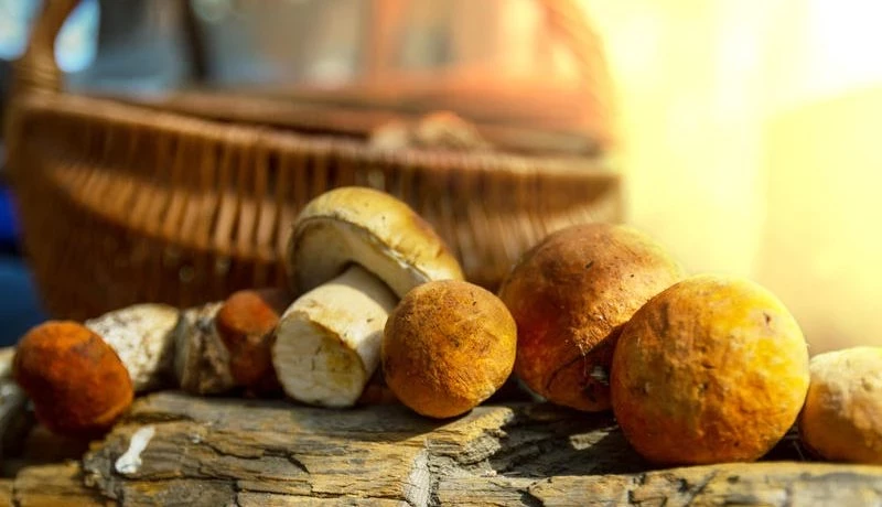 Всемирный день грибника отпразднуют 3 октября, красивые картинки, когда отмечают, поздравления и прикольные открытки