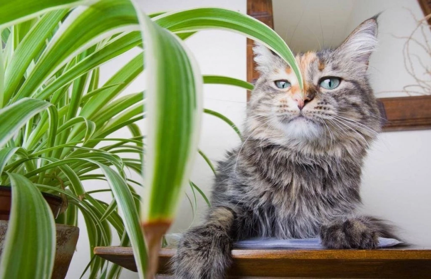 Список опасных для кошек растений, которые нельзя держать дома