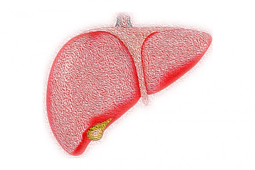eGastroenterology: иммунные клетки MoMF играют центральную роль в регенерации печени