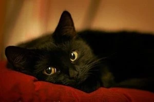Приносят ли черные коты неудачу на самом деле: приметы и суеверия