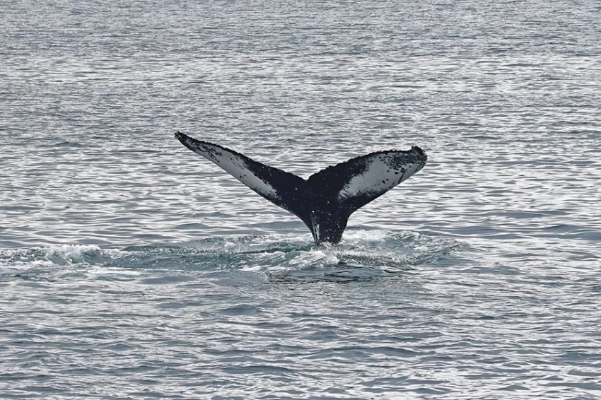 На крошечном острове создана первая в мире морская охранная зона для одного из крупнейших животных Земли
